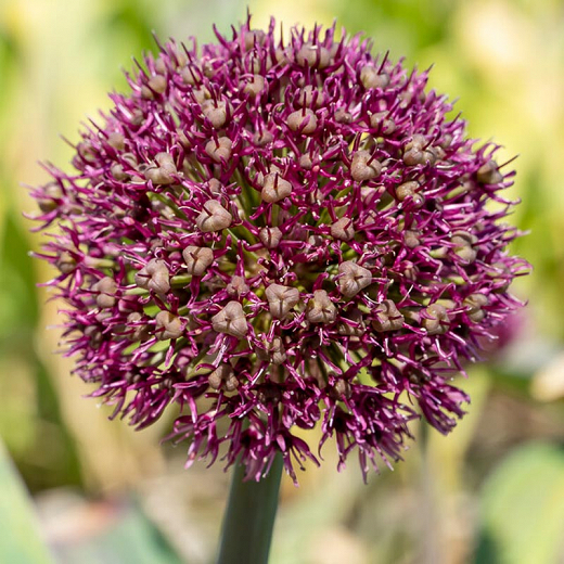 Allium Ostara (Ornamental Allium)
