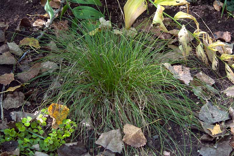 Carex appalachica (Appalachian Sedge)