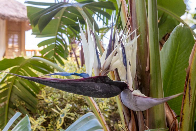 Strelitzia nicolai (Giant Bird of Paradise)