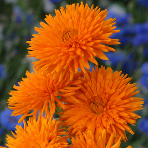 Calendula officinalis Orange Porcupine (Pot Marigold)