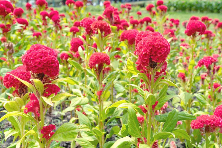 Celosia argentea var. cristata (Cristata Group)