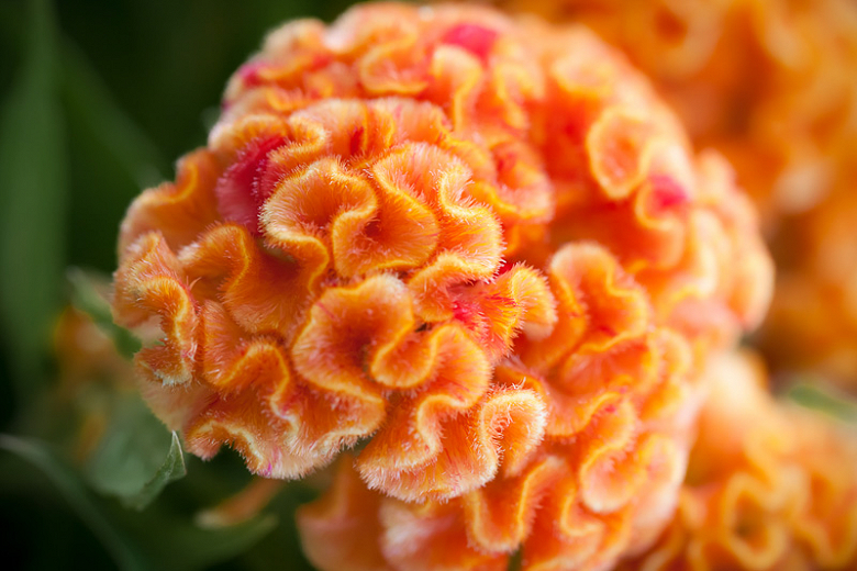 Celosia argentea var. cristata Orange Queen Improved (Cockscomb)