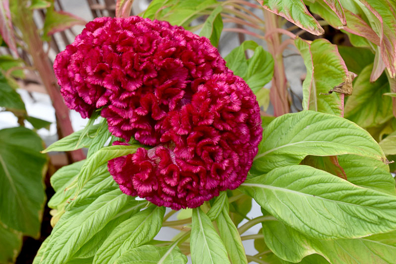 Celosia argentea var. cristata Tornado Red (Cockscomb)