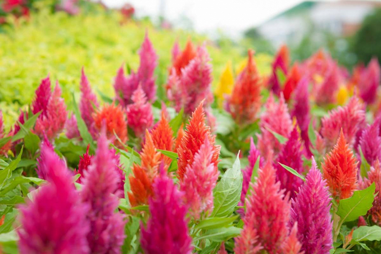 Celosia argentea var. cristata (Plumosa Group)