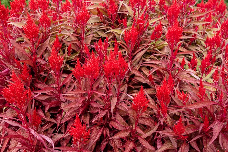 Celosia argentea var. cristata (Plumosa Group) Dragons Breath