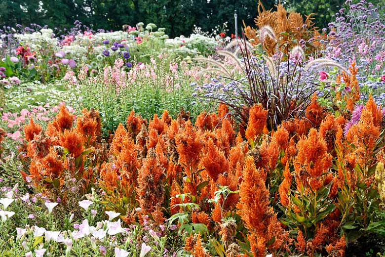 Celosia argentea var. cristata (Plumosa Group) Fresh Look Orange