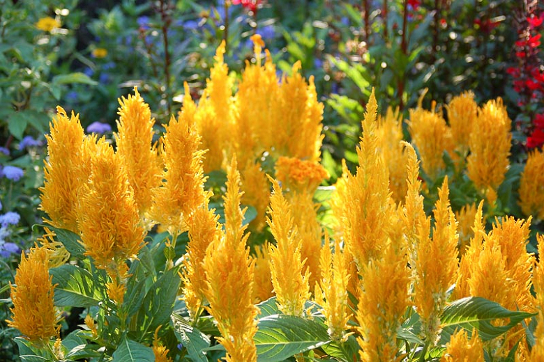 Celosia argentea var. cristata (Plumosa Group) Fresh Look Gold