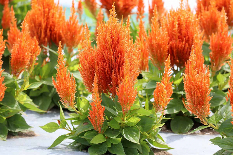 Celosia argentea var. cristata (Plumosa Group) Flamma Orange