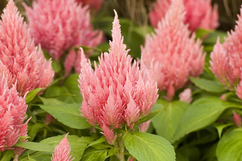 Celosia argentea var. cristata (Plumosa Group) Ice Cream Pink