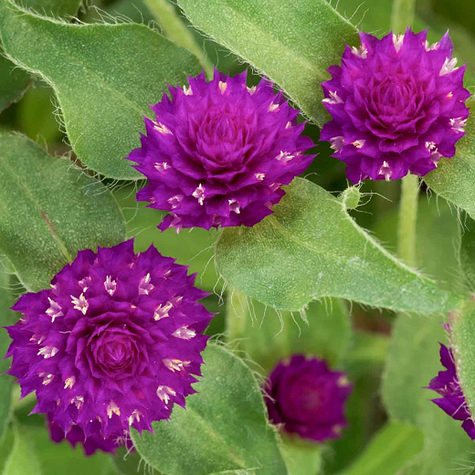 Gomphrena globosa Pinball™ Purple (Globe Amaranth)
