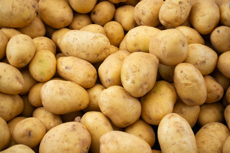 Solanum tuberosum (Potato)