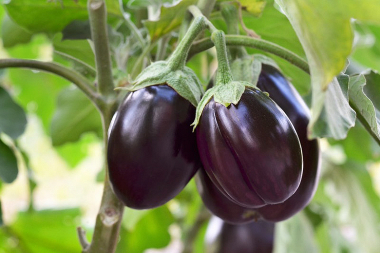 Solanum melongena (Eggplant)
