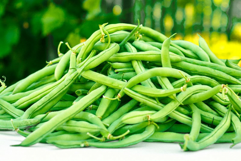 Phaseolus vulgaris - Green Beans